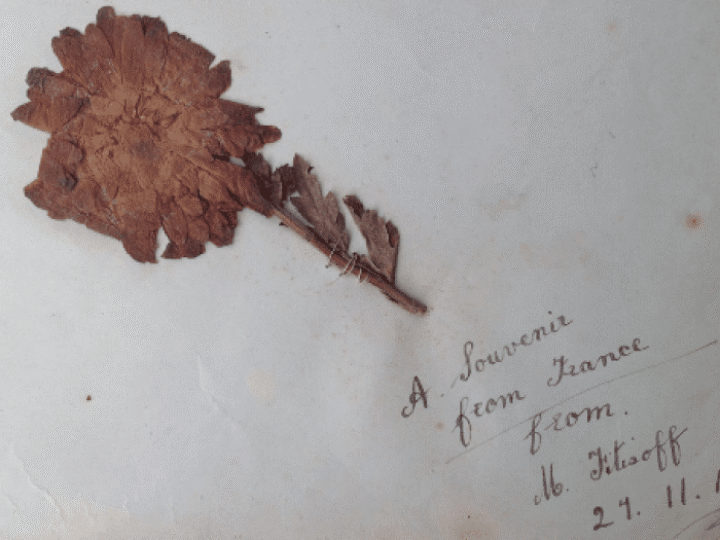 Flower from WW1 battlefield survives for a century to retell wartime love story