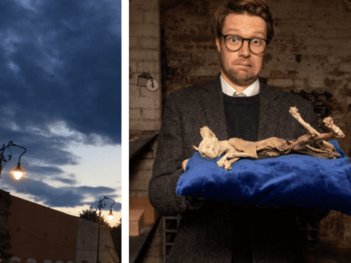 Mysterious mummified cat found buried in gran’s cellar coming up for auction