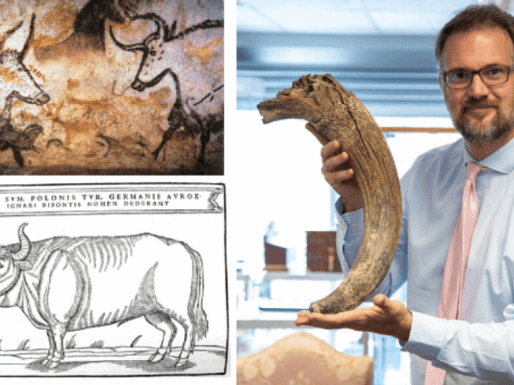 Horn of extinct beast unearthed in Derby city centre up for auction