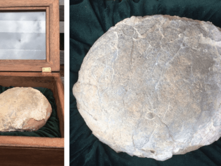 Cracking discovery – a dinosaur egg has been found in Derbyshire