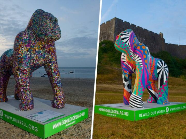 Grand Gorilla Auction in aid of Durrell Wildlife Conservation Trust &#8211; hosted by Charles Hanson