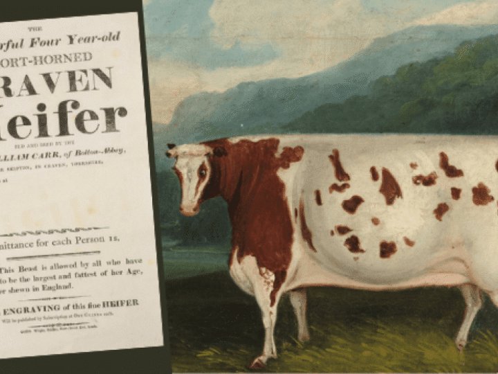 Fattest cow in England sparks auction bidding battle