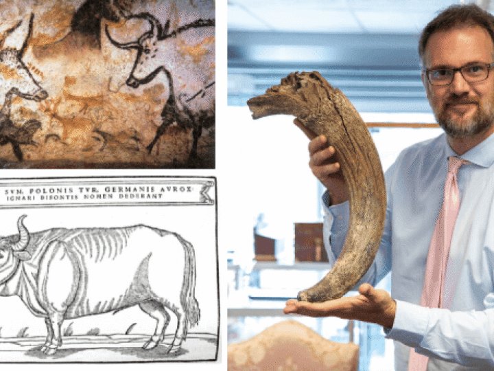 Horn of extinct beast unearthed in Derby city centre up for auction