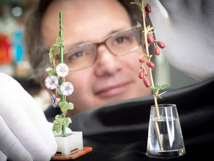 The ultimate dream find! Rare Fabergé flowers discovered wrapped in tea towel could sell for £500,000