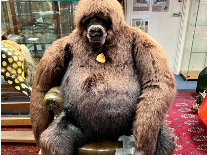 Have you got enough space in your life for Dakin, a gorilla to melt your heart?