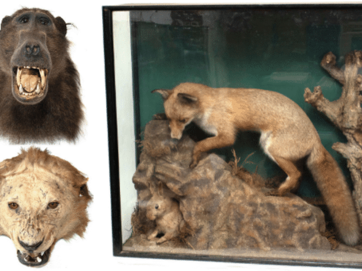 Husband’s secret taxidermy collection squirrelled away in loft excels at auction