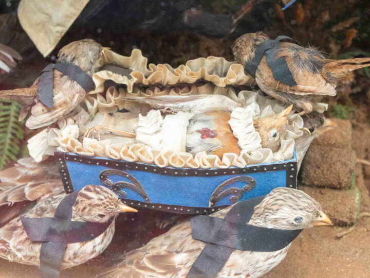 ‘Creepy but incredible’ Victorian find stuns  experts who&#8217;ve never seen anything like it