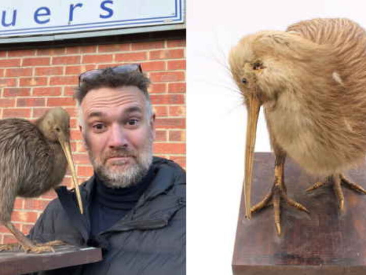 New Zealand stuffed kiwi found in hoarder’s garage stuns at auction