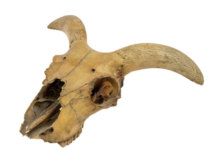 Skull of ship’s goat that supplied milk for Napoleon &#8211; set for auction &#8211; demonstrates animals&#8217; seafaring superiority
