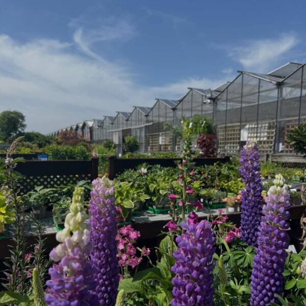 Swarkestone Nursery & Garden Centre, Swarkestone